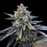 Gelato Sorbet Feminized Seeds (Sorbet Collection)