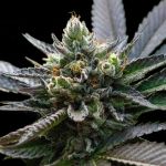 L.A. Sorbet Feminised Seeds (Sorbet Collection)