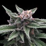 Triple Scoop Feminised Seeds (Sorbet Collection)