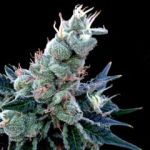 Double Alien 18 Feminisiert Samen