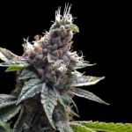 Florida OG Feminised Seeds