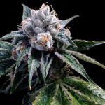 Lemon Walker Feminised Seeds