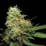 R.K.S. Feminised Seeds