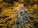 Rocklock Feminised Seeds