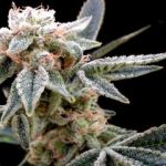 White Alien Feminised Seeds