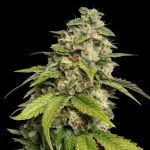 Sour Kush (aka Headband) Feminised Seeds