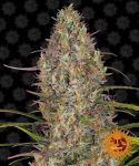 Glue Gelato Auto Feminizowane Nasiona