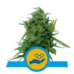 Solomatic CBD Auto Feminizowane Nasiona