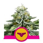 Sherbet Queen Feminizowane Nasiona