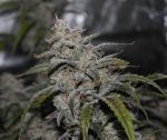Grape Walker Kush Auto Feminisiert Samen