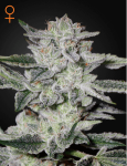 Sweet Valley Kush Feminizowane Nasiona
