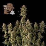 Jack Herer Auto Féminisée Graines
