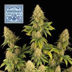 Doctor Seedsman CBD 30:1 Feminised Seeds
