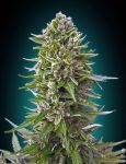 Northern Lights Auto Feminisiert Saatgut - BULK