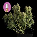 Gelat.OG Auto Feminised Seeds