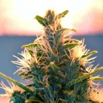 Lowryder Auto Regular Seeds