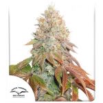 Banana Blaze Auto Feminizowane Nasiona