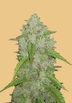 Original Amnesia Haze Auto Feminisiert Samen