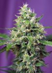 Sweet Amnesia Haze XL Auto Feminizowane Nasiona