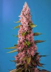 Red Hot Muffin (aka Cookies) Feminized Seeds