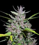 Honduras x Panama Feminised Seeds