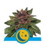 Purplematic CBD Auto Feminizowane Nasiona