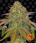 Wedding Cake Feminized Seeds