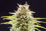 OG Kush Feminized Seeds - BULK
