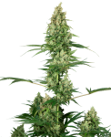 Silver Fire Feminised Seeds