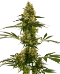 Blue Bullet Auto Feminised Seeds