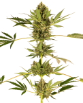 Himalayan CBD Feminised Seeds