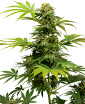 Black Harlequin CBD Feminised Seeds