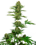 Satin Black Domina CBD Feminised Seeds