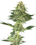Banana Kush Feminised Seeds