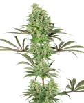 Double Banana Kush Feminised Seeds