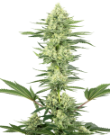 White Gorilla Haze Feminised Seeds