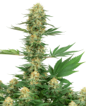 Gelato #420 Feminised Seeds