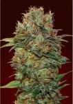 Chocolate Kush Auto Feminised Seeds