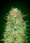 Sweet Critical Auto Feminised Seeds