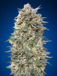 California Kush Feminised Seeds