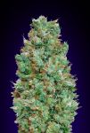 Blueberry Auto Feminised Seeds