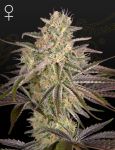 Cloud Walker Feminized Seeds