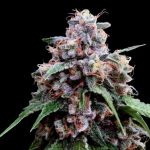 Lemon 18 Feminised Seeds (Crockett Family Farms)