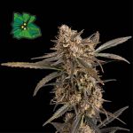 Green Crack Auto Féminisée Semences