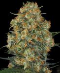 Wedding Cake Feminized Seeds - BULK