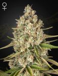 Lost Pearl Feminized Seeds