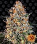 Bubba Kush Féminisée Graines