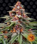 Runtz Auto Feminised Seeds