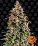 Watermelon Zkittlez Auto Féminisée Graines