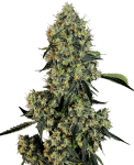 OG Kush Feminised Seeds